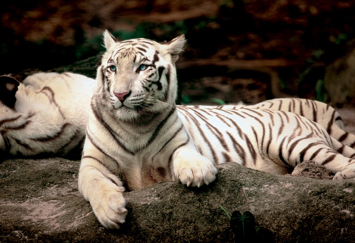 Trefl 1500 Piece Adulte Grand Tigre du Bengale Inde Chat sol Jigsaw Puzzle Neuf