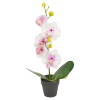 Orchid in Plant Pot