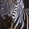 Zebra Canvas [978338]