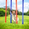 Dog Agility Training Set [474359]