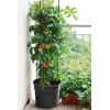 Anthracite Tomato Grower Tower